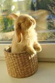 Bunniekins_0-1778272708789.jpeg