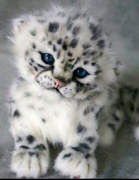 4e596684aad91b586f7a2f8c1527ba92--snow-leopard-cub-leopard-animal.jpg