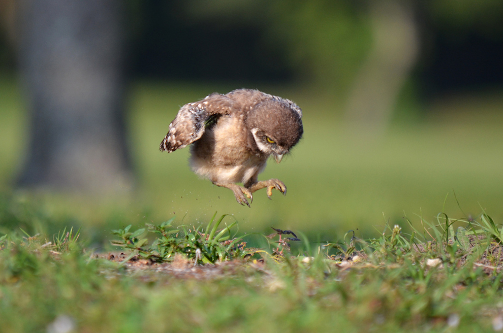 owl-chick.jpg