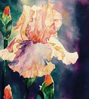 Peach Iris on Dark - L Holberg.jpeg